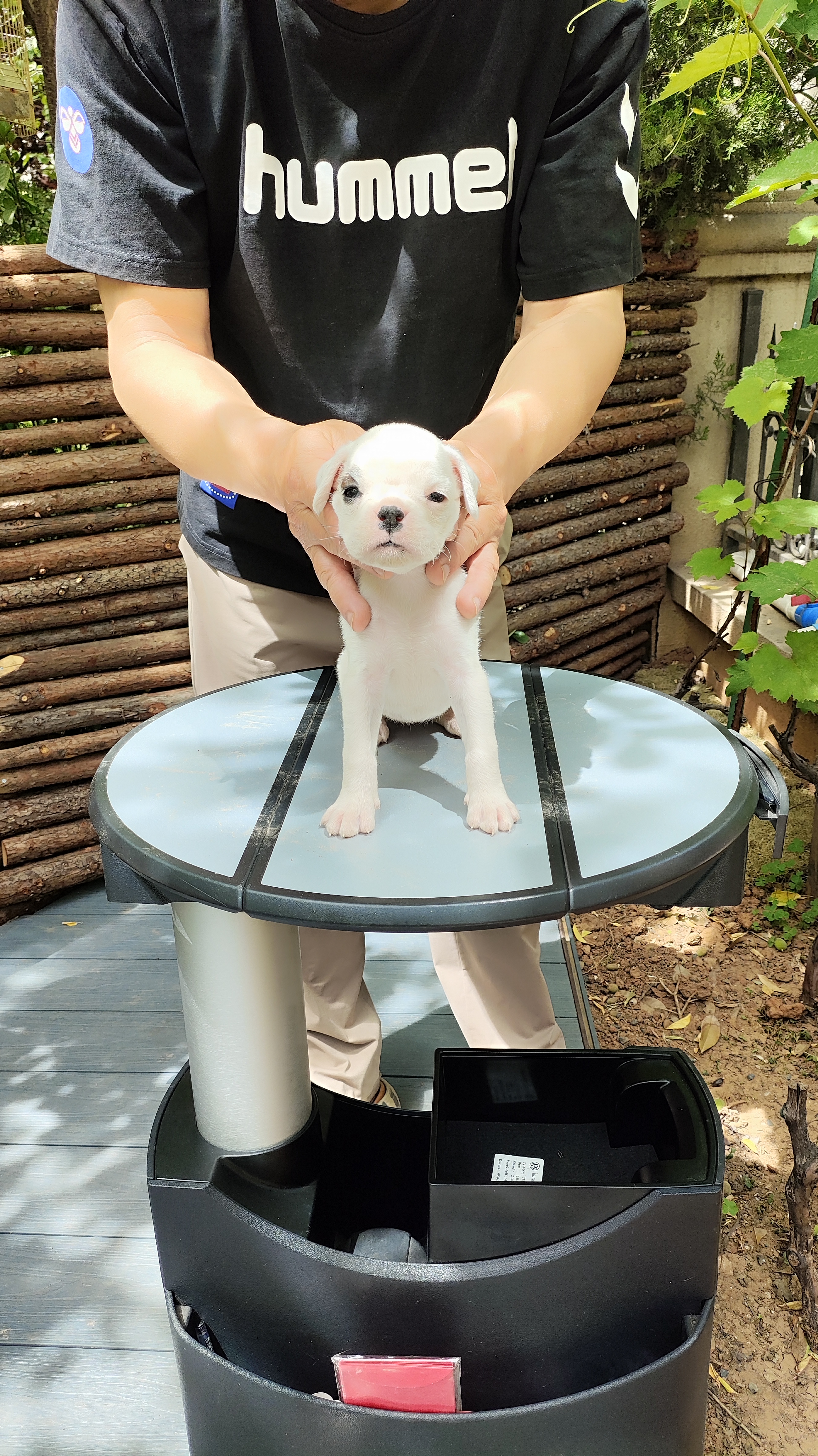 家养纯正拳师犬
白龙，极品，有面